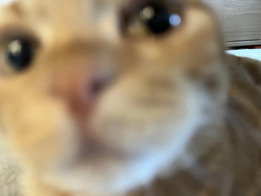 チュールがダイスキふう