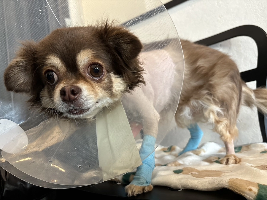 手術結果のご報告