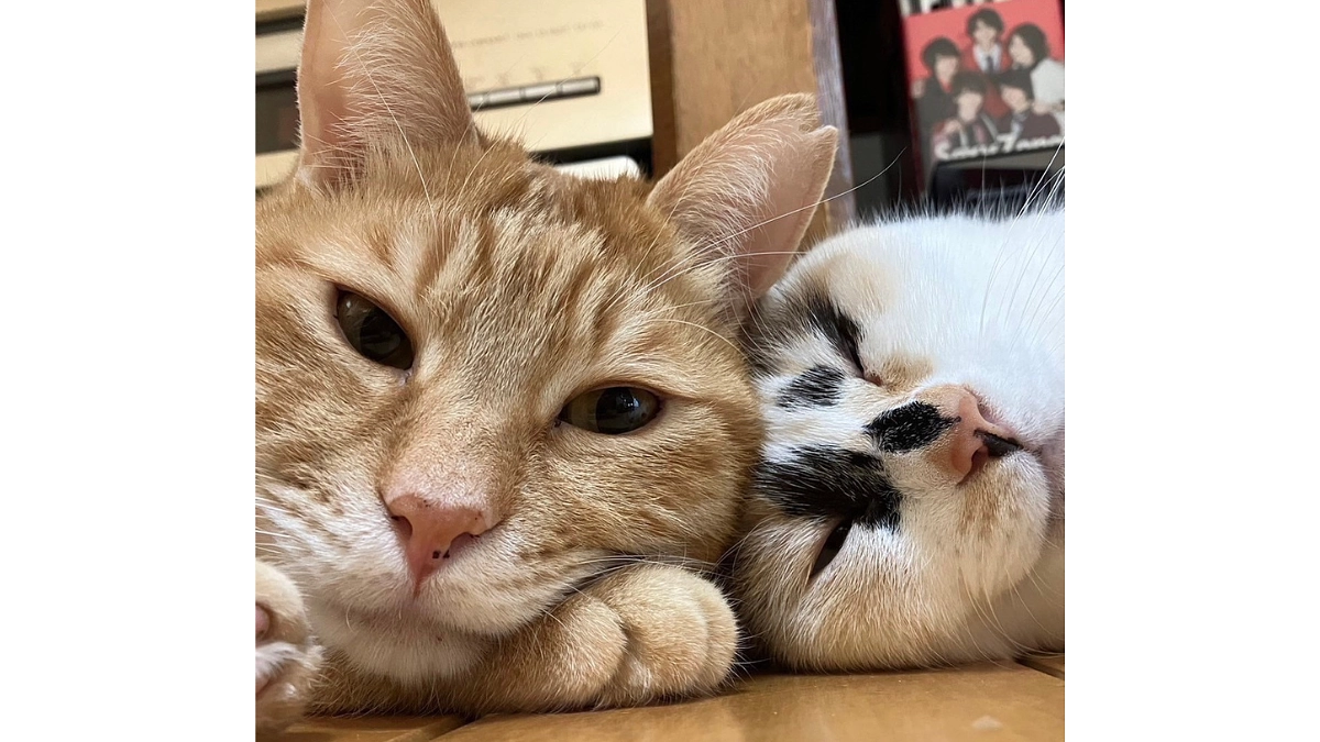 銀ちゃん、スワンちゃん里親様の応援メッセージのご紹介「猫に優しい世界は人間にも優しい世界になる」