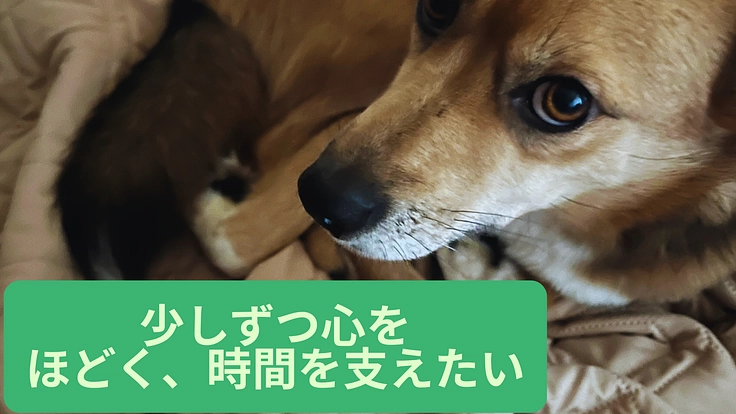 怖がりな命に“安心"をーー十勝の野犬・野良猫の命をつなぐ活動