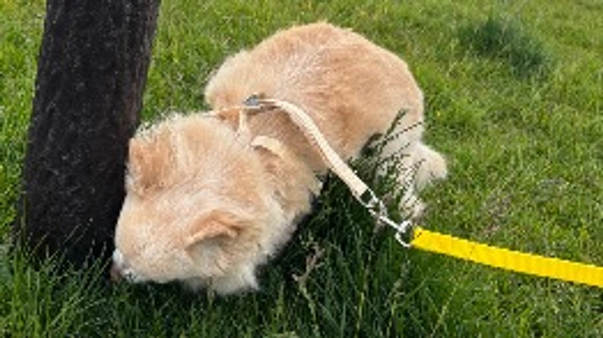 病院帰りのお散歩