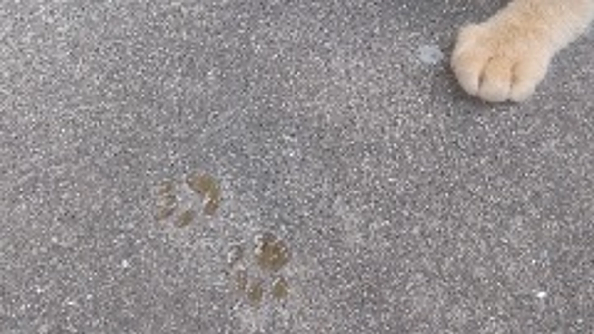 🔥ネクストゴール🔥👉最終日👈となりました。