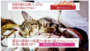 【再チャレンジ】FIP（猫伝染性腹膜炎）愛猫を助けてください のトップ画像