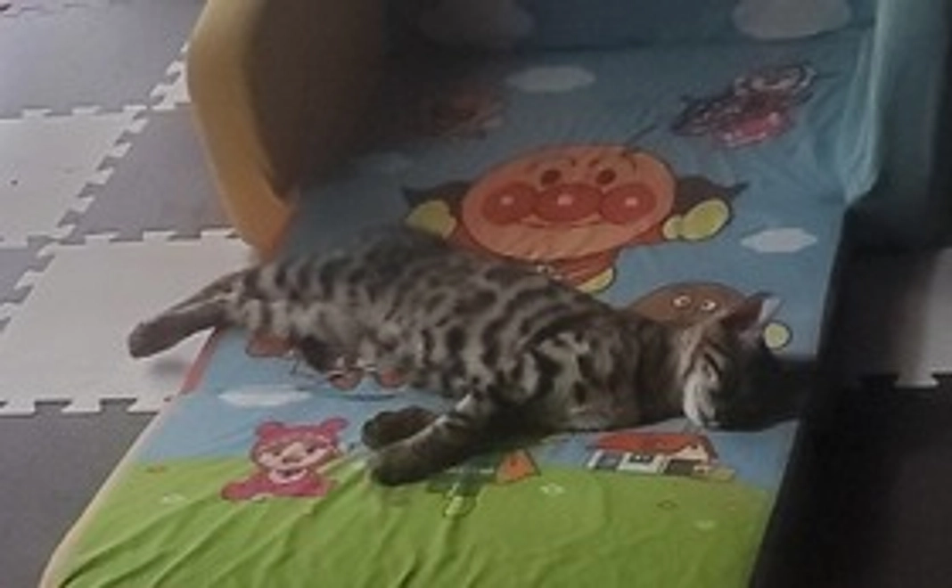 感謝のメールとモカの画像1枚