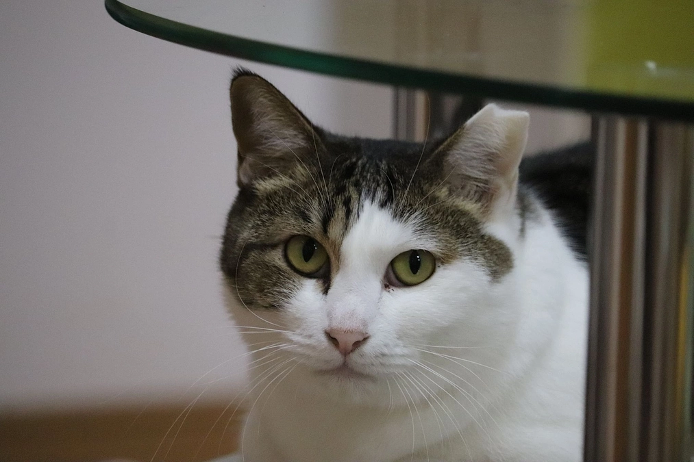 ご支援の御礼＆「さくら子」のお家が決まりました！