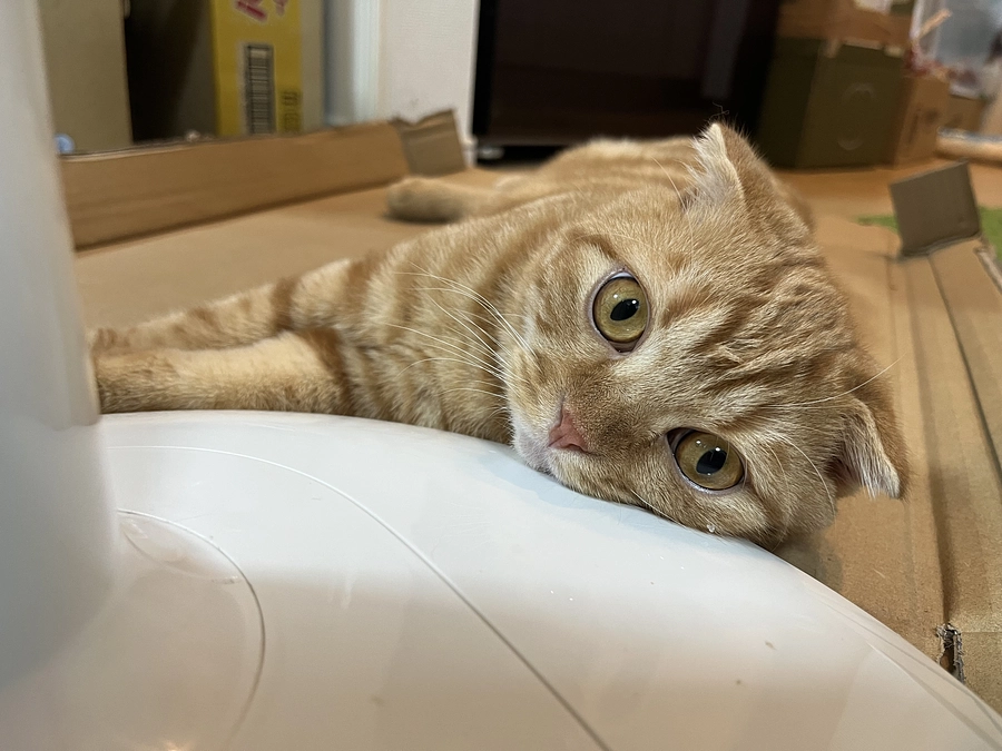 挑戦期間　残り5日