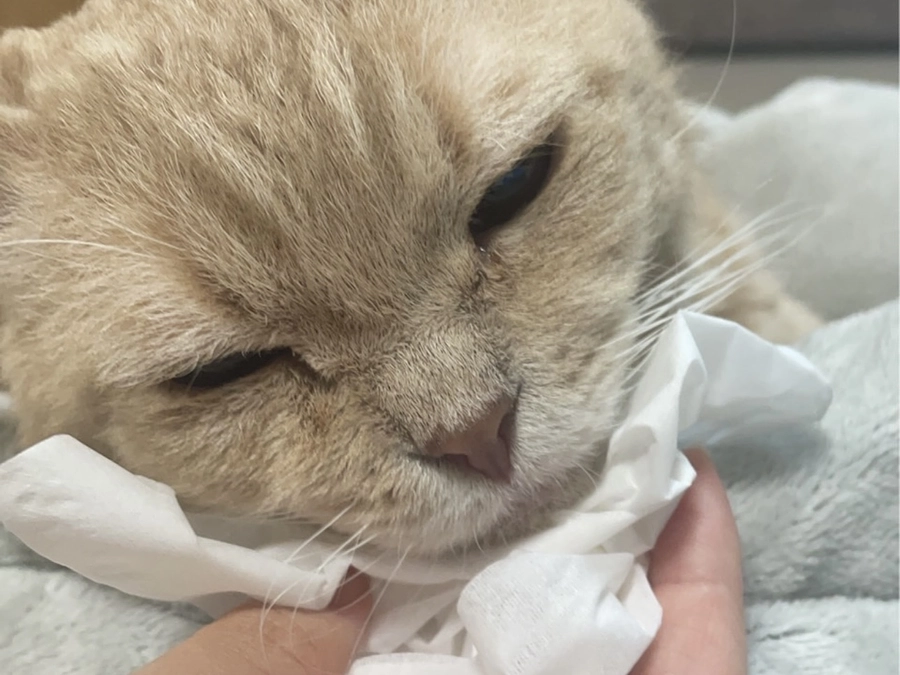 【残り20日】まめおを助けたい