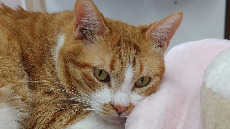 保護猫ちゃん21匹の飼育費にご支援をお願い致します🙇