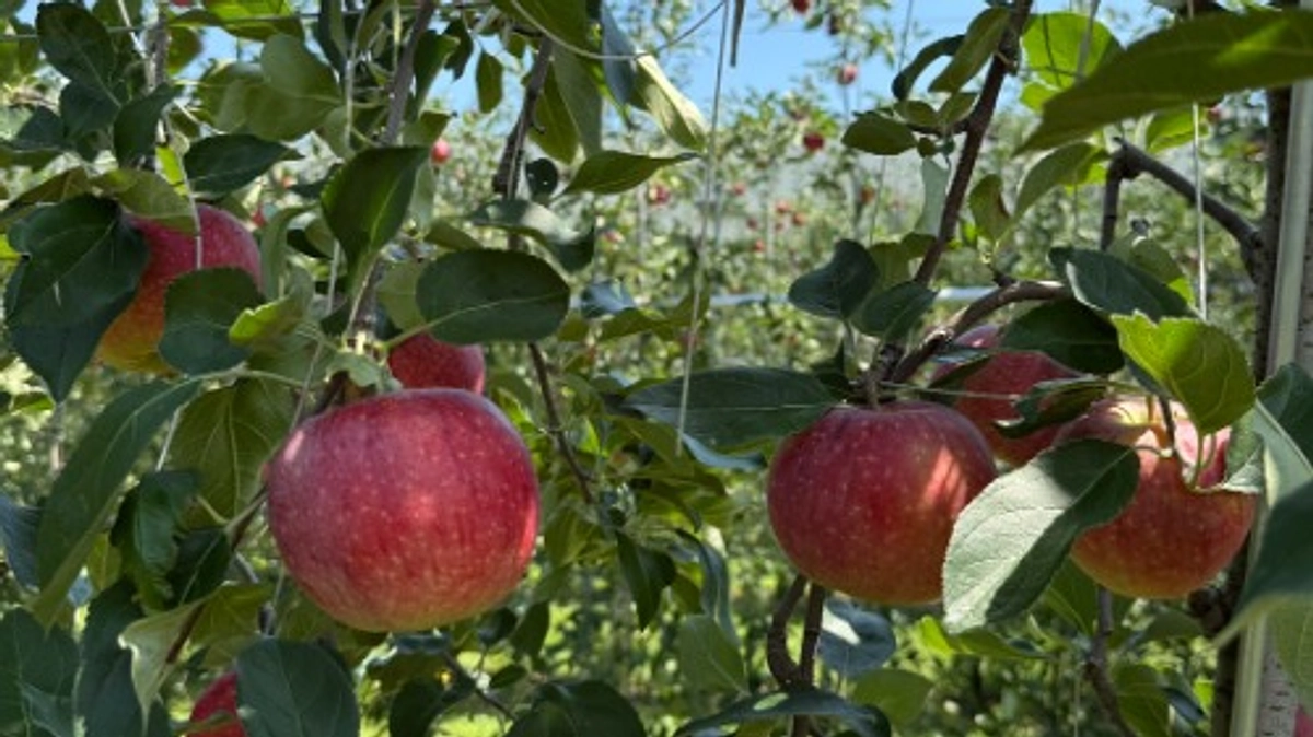 収穫が始まりました