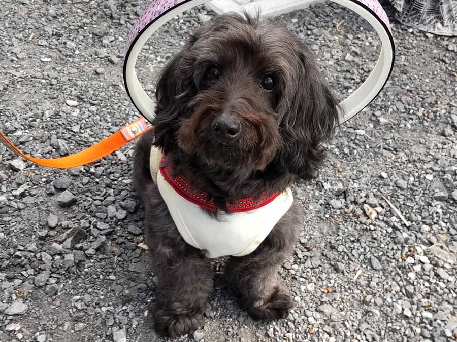 イベント【わんSmile】へその代わりにモデルをしてくれました！