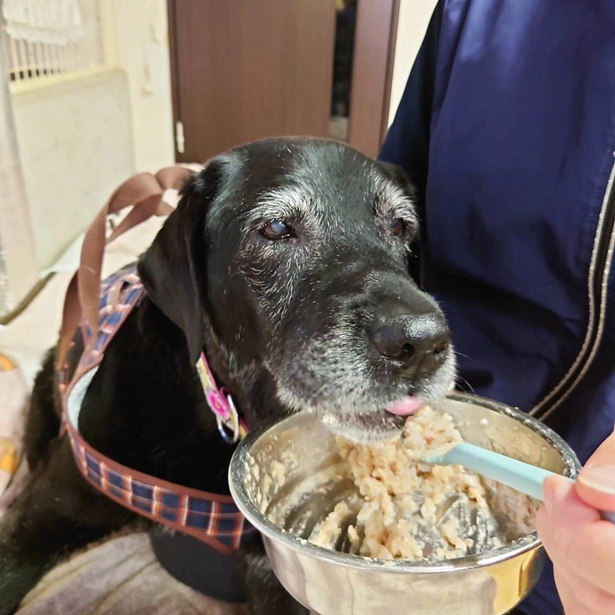 老犬たちの様子(ママちゃん）
