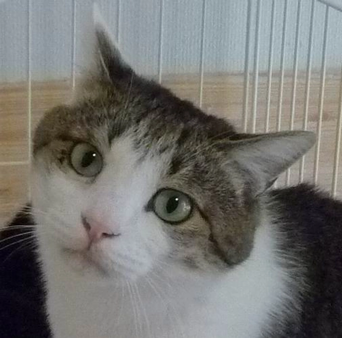 ゆきちくんのこと