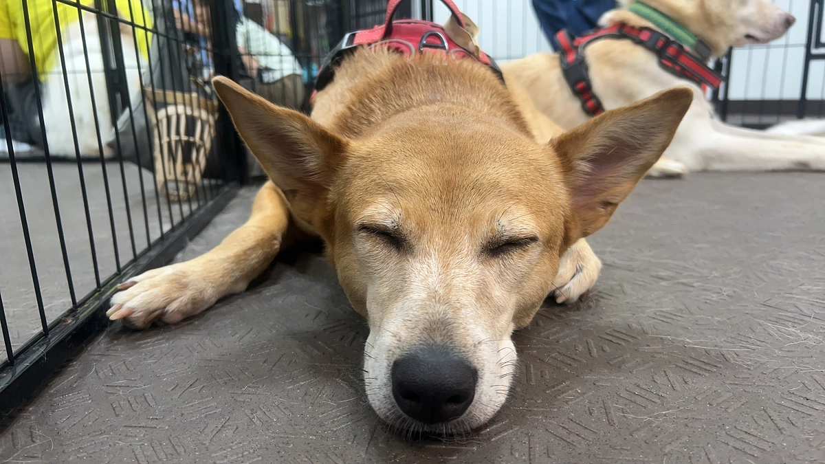 里親さまからの日常的なサポートが本当にありがたいです。