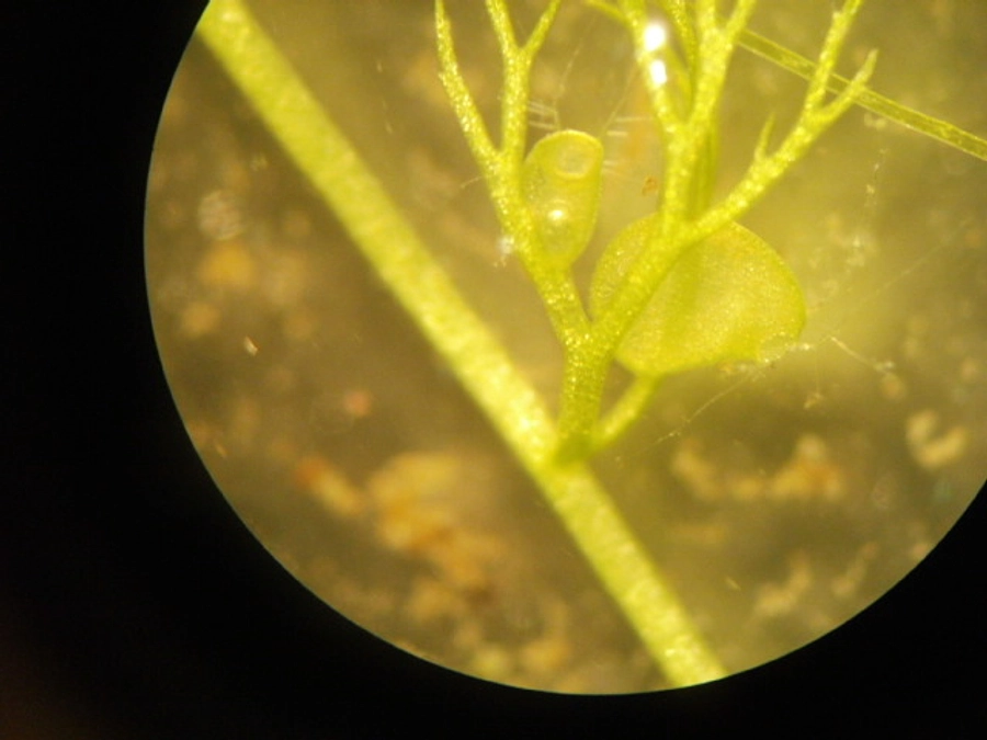 【博物館活動に参加してみませんか④】はしかけ「植物観察の会」