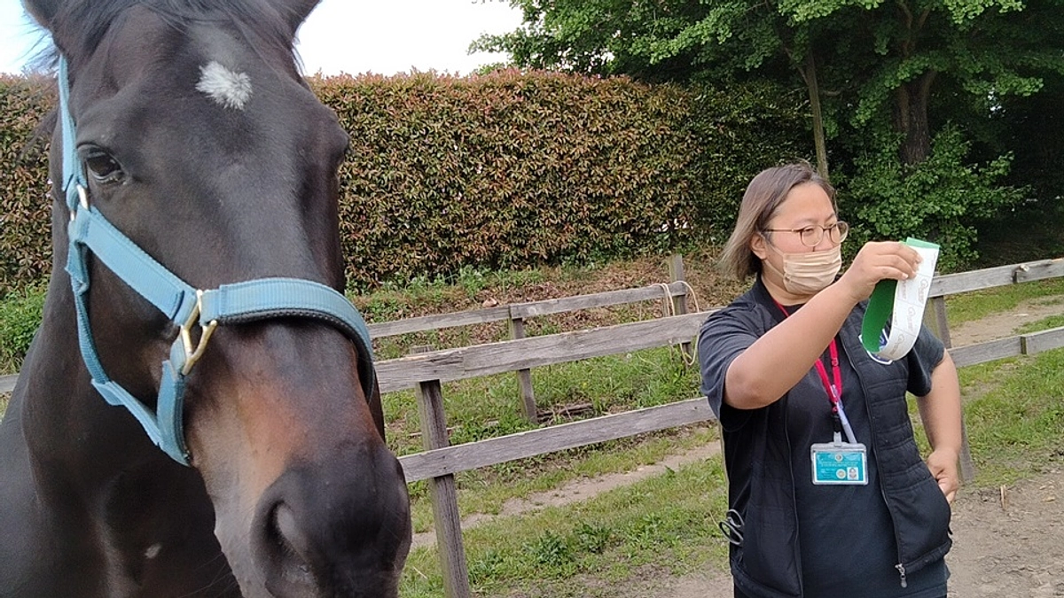 【ご案内】ホーステーピング講習会やります！！