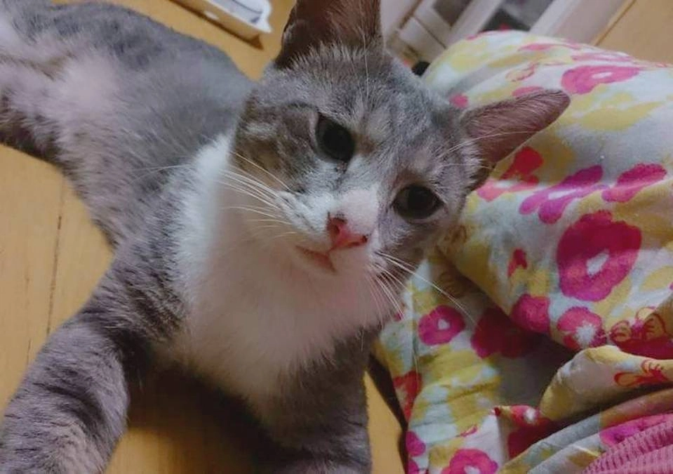 応援メッセージNo.5  福岡県北九州動物管理センターボランティア　宮崎真奈美様より