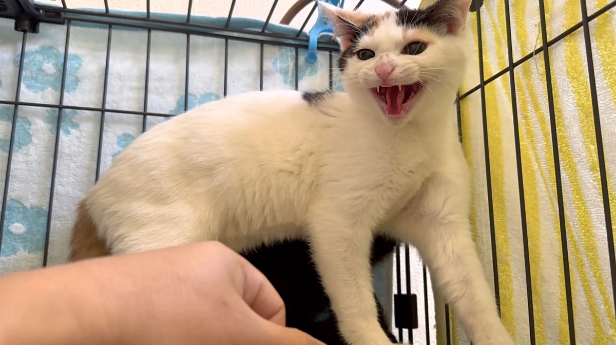 新入りさんがやって来ました😽