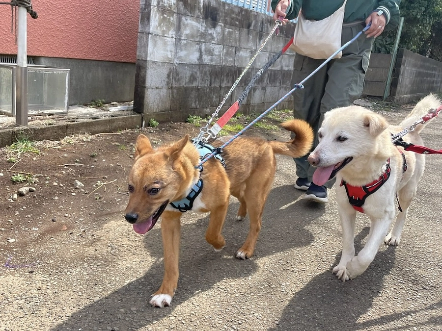 エールの初散歩とパックウォークイベントとマンスリーサポーター