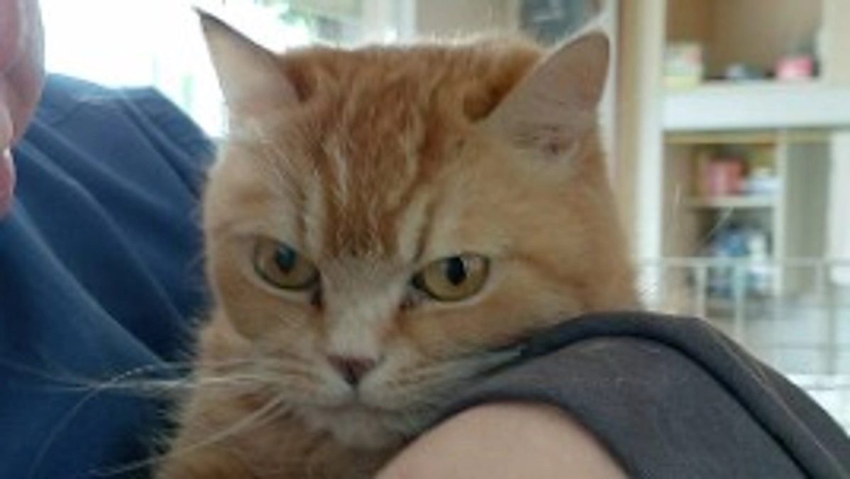 飼い主さんのご事情でお預りしている猫さん。