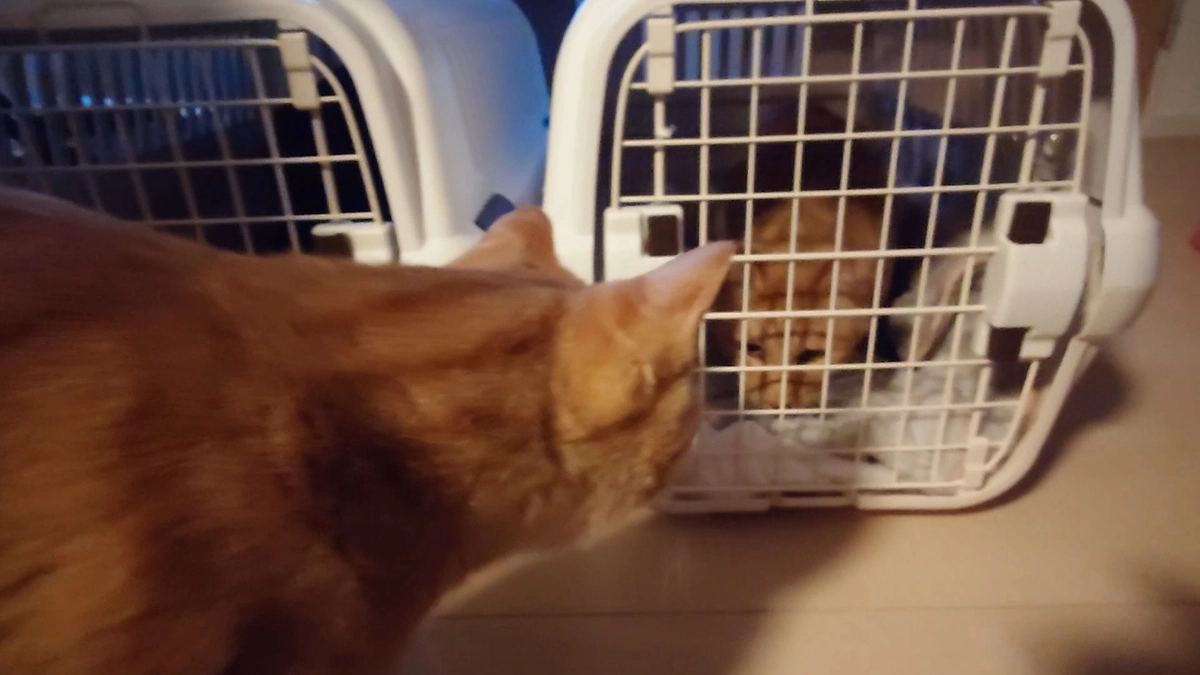 🐈ヨッちゃんクレートを見たら逃げるようになる～それでも連れて行く編～🐈