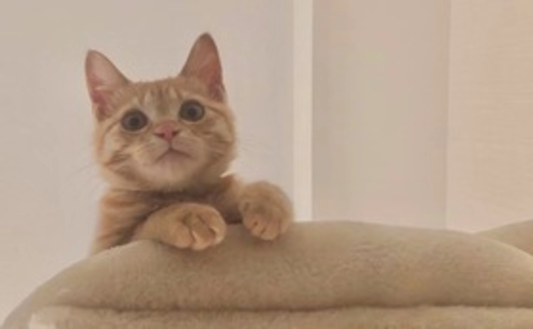 頑張れきなちゃん！