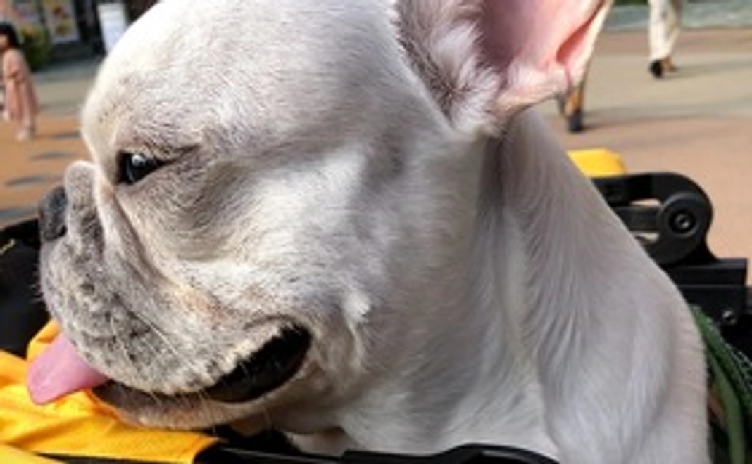 ぽんじの手術費のご支援をお願いします①【肺動脈弁狭窄症】