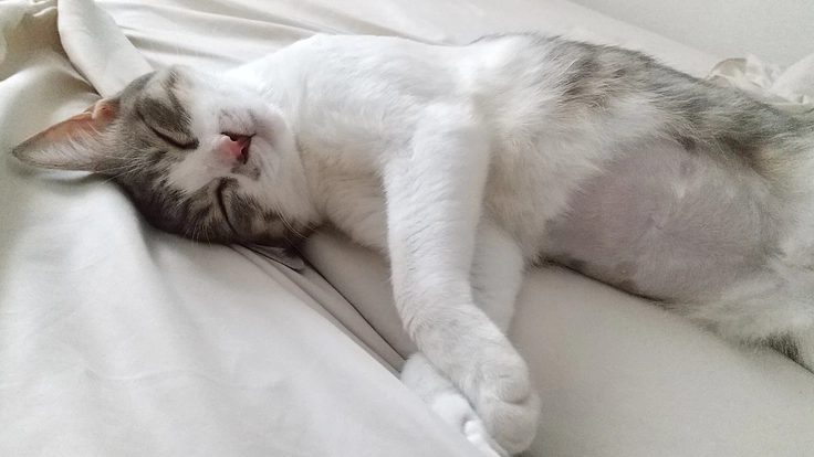 猫伝染腹膜炎(FIPドライ)水頭症併発のるぅに力を貸して下さい