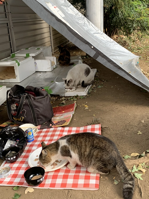 公園組の晩ごはん🍚11月6日。