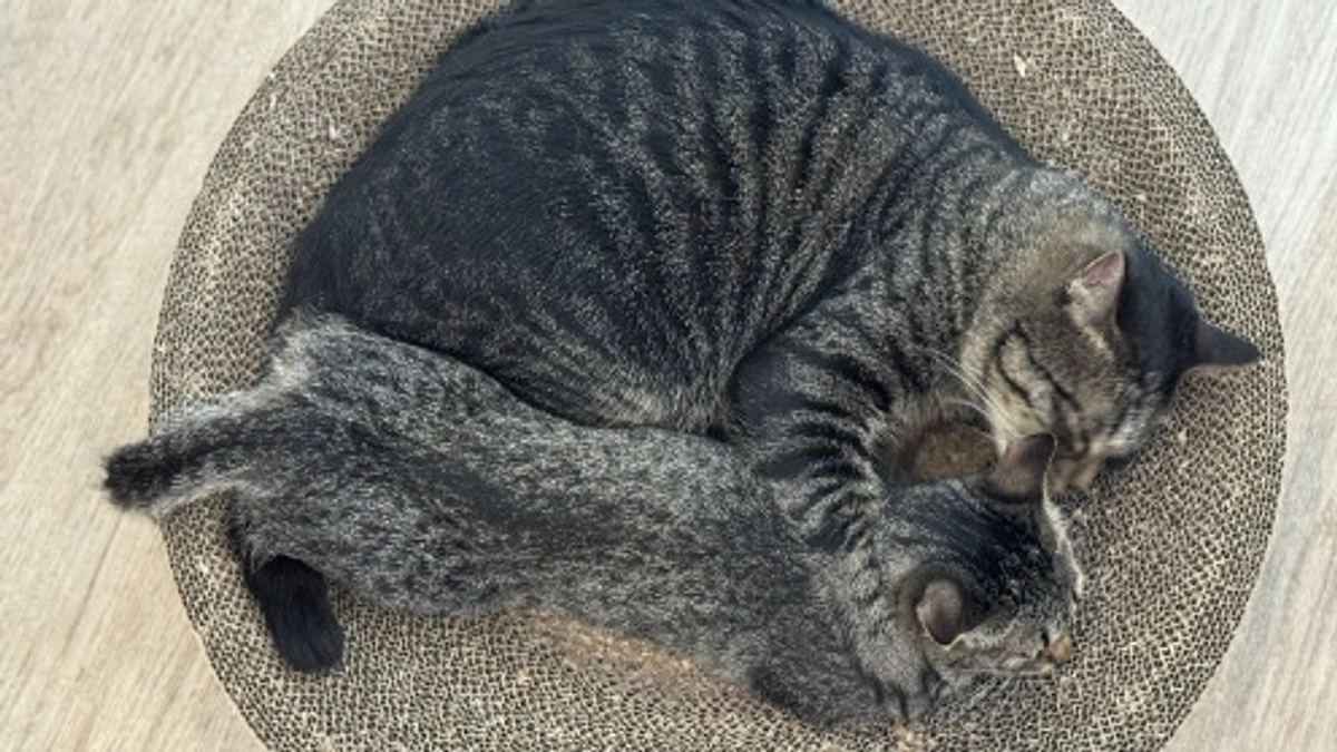 終了日まであと1日！どの子の命も諦めたくない！