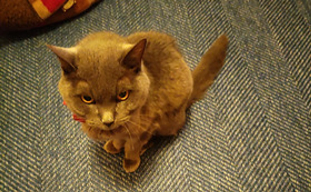 チャトからおねだり