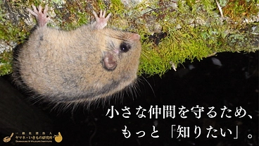 守ることは知ることから。森の象徴ヤマネと豊かな自然をともに未来へ のトップ画像