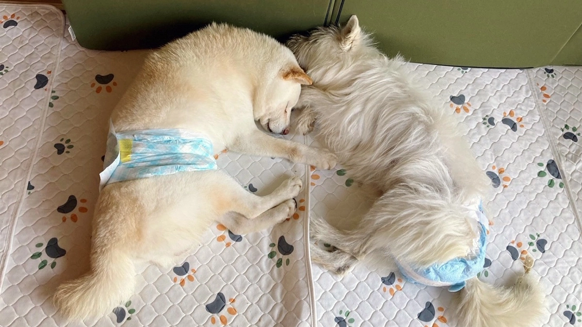 【シニアや病気の子たちに笑顔と幸せを…】