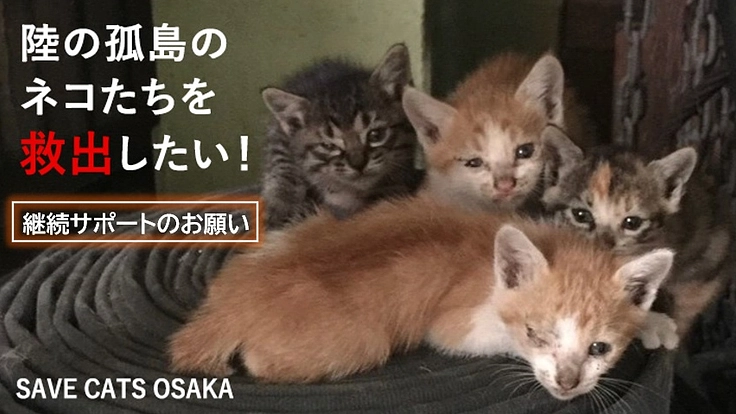 陸の孤島のネコたちを救出したい！継続サポートのお願い！