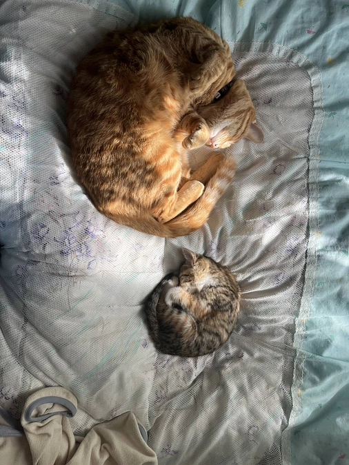 子猫発見！！ただ別の子⑩トライアル