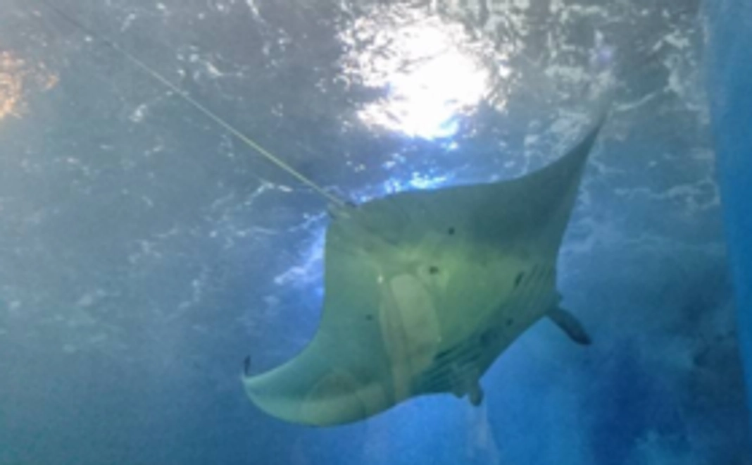 お気持ち応援コース