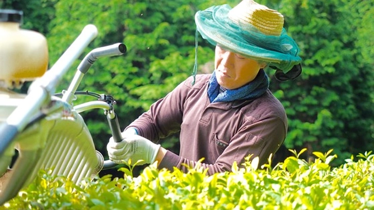 京都府宇治茶の産地で、若手農家が自然農法のお茶づくりに挑戦！