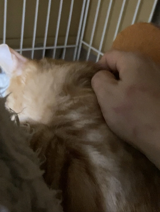 シナモン投薬31/84日