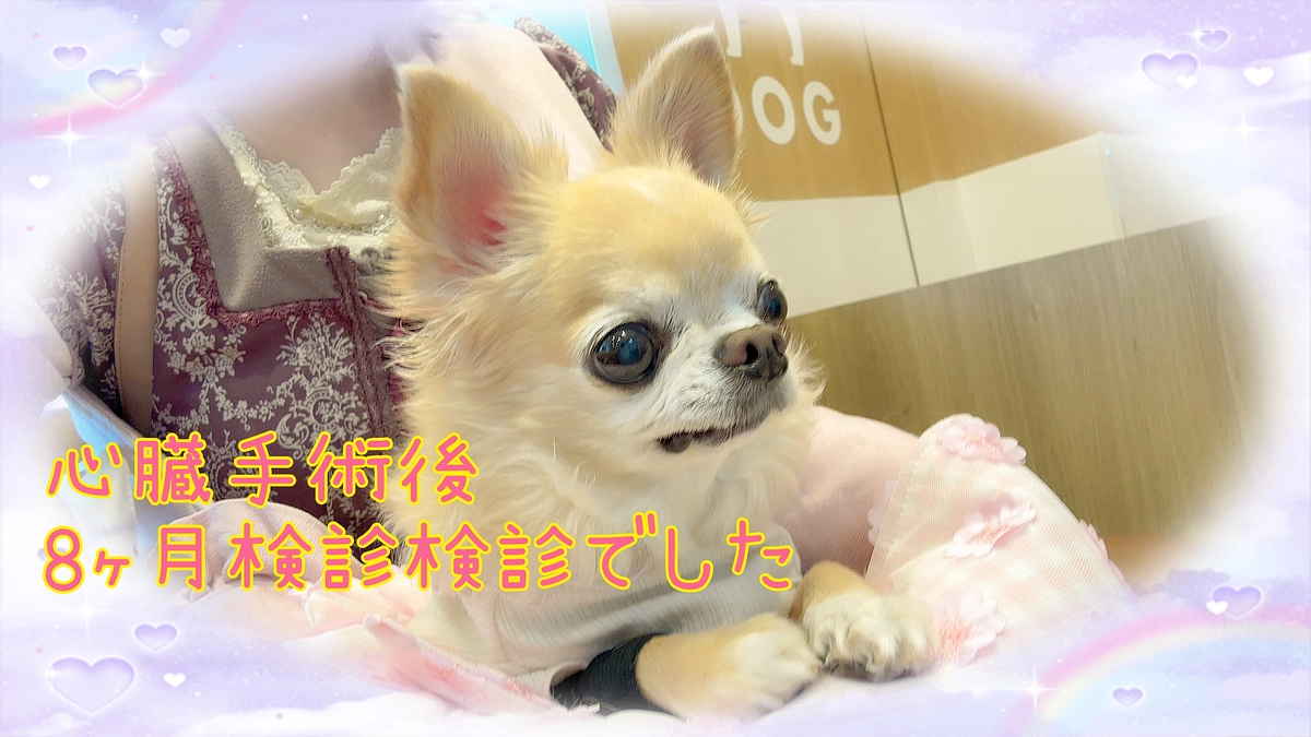 心臓手術後8ヶ月検診でした…