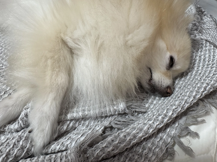 最後の代理支援について呼びかけです