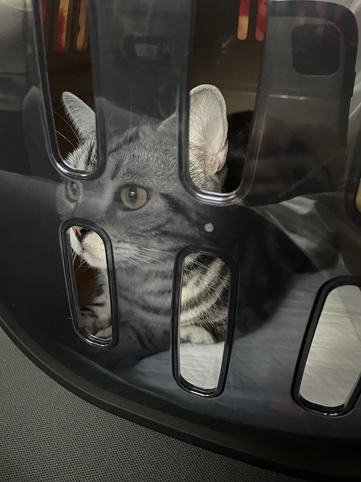 本日の銀時(投薬62日目)