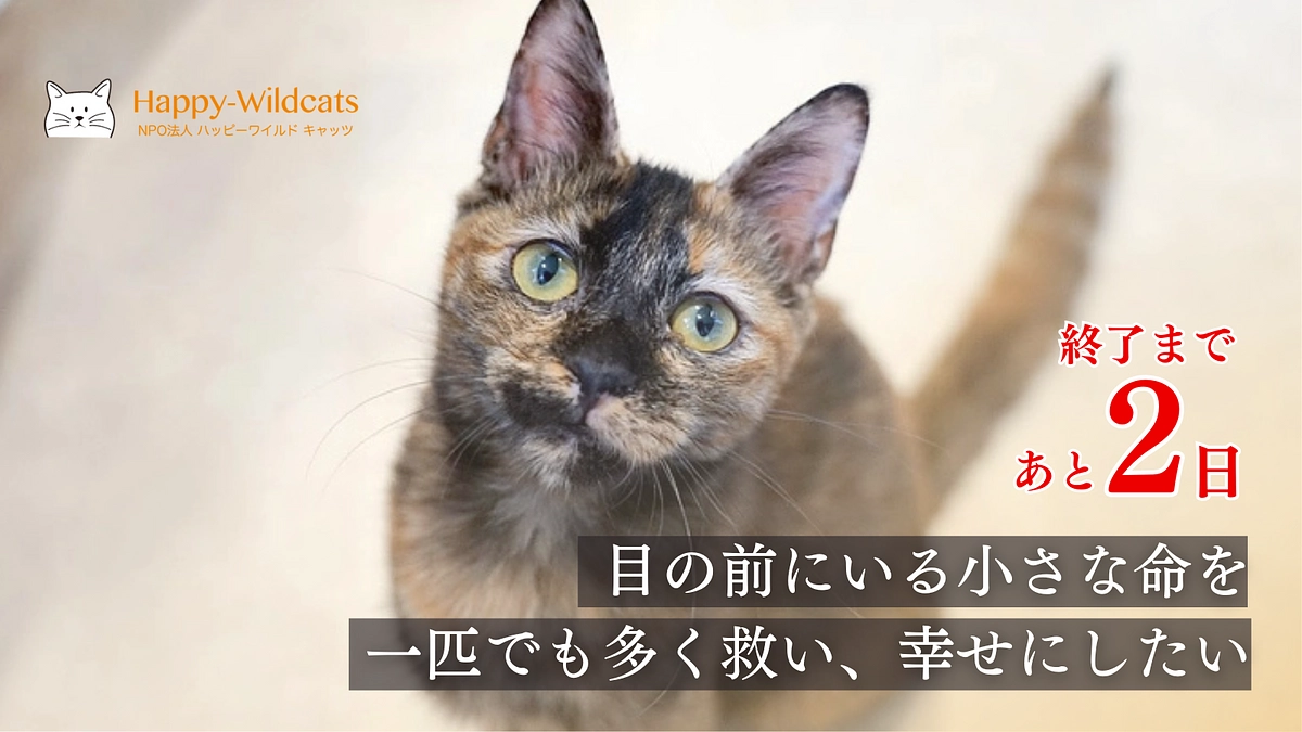 終了まであと2日！ご支援、応援のコメントが励みになっています