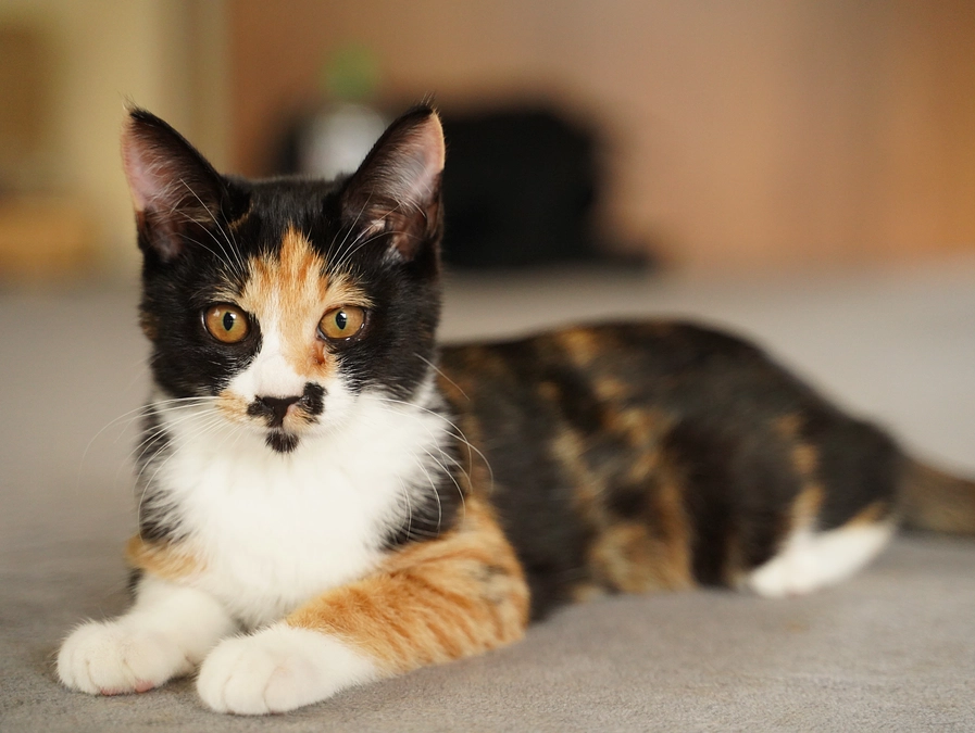 みけちゃん、レオ君、るんちゃんが引き取られました！