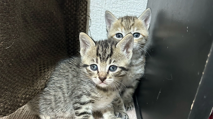 保護猫達の餌代、ワクチン代、手術代などご支援お願いいたします