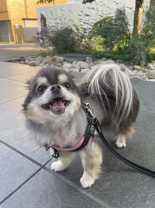 ももたんとクラウドファンディングについて