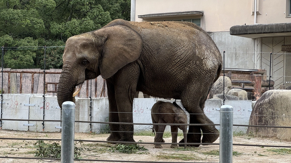 マルミミゾウ親子の一般公開と愛称募集をスタートします！