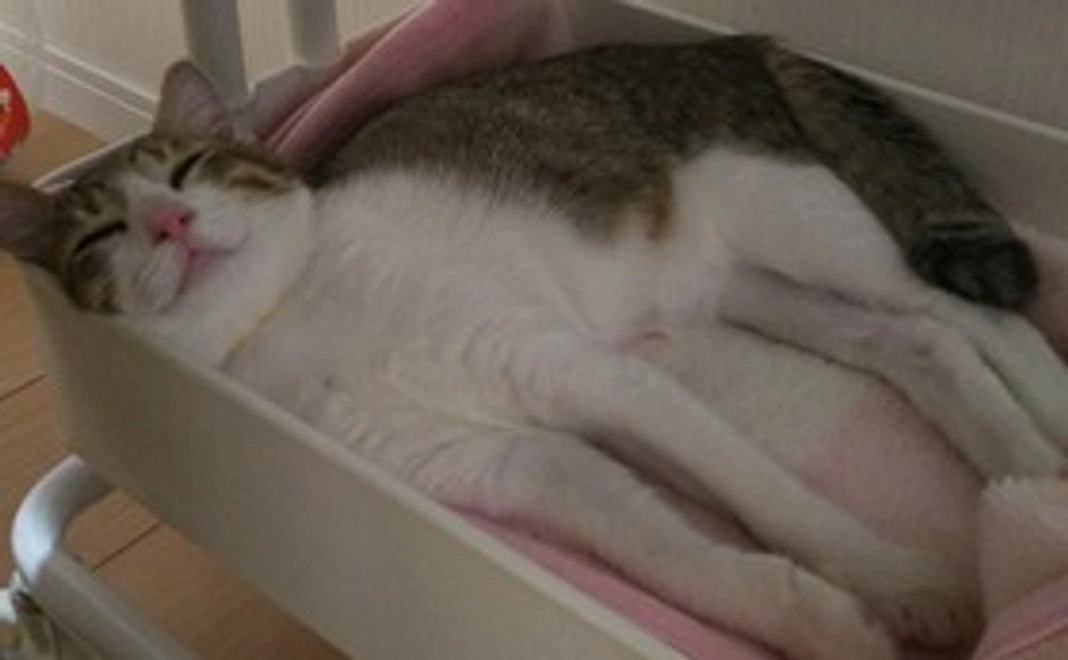 全額応援 1000円コース(リターン不要)