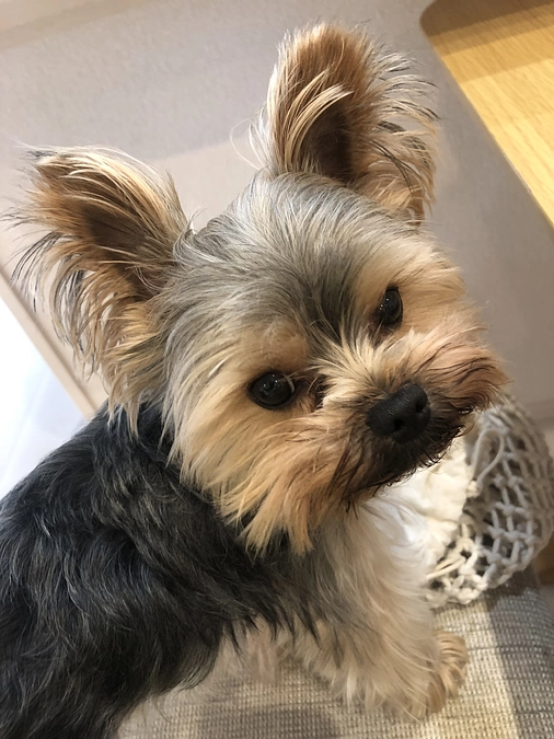 豆太郎の呼吸の動画 2つ目