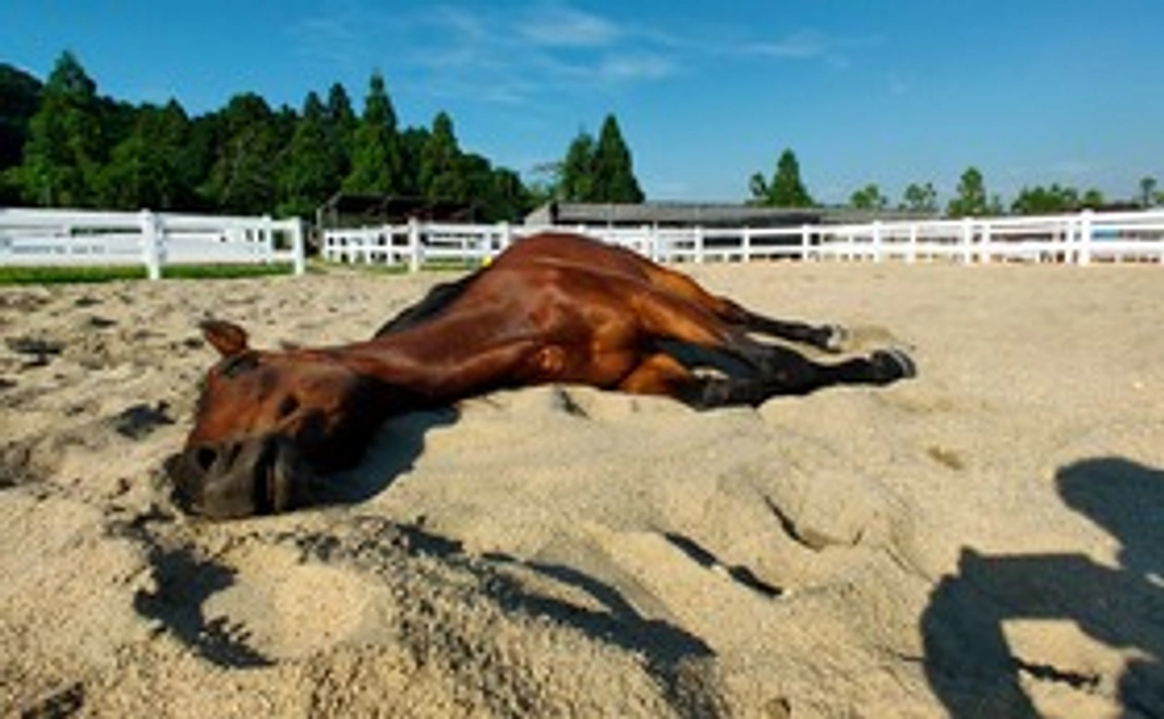 マンスリー支援/1,000円