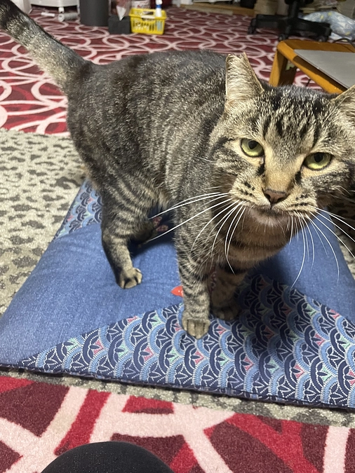 ついに四足歩行ができました！