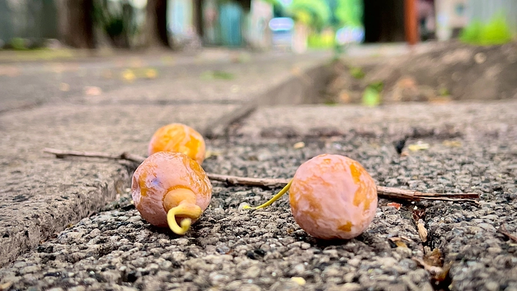 大岡山イチョウ並木の銀杏の悪臭を減らしたい